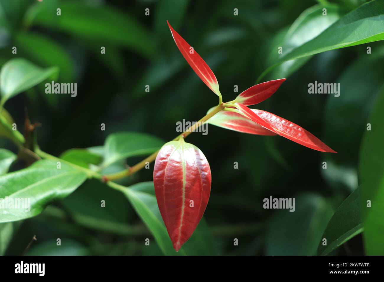 Red and green Cinnamon leaves Stock Photo