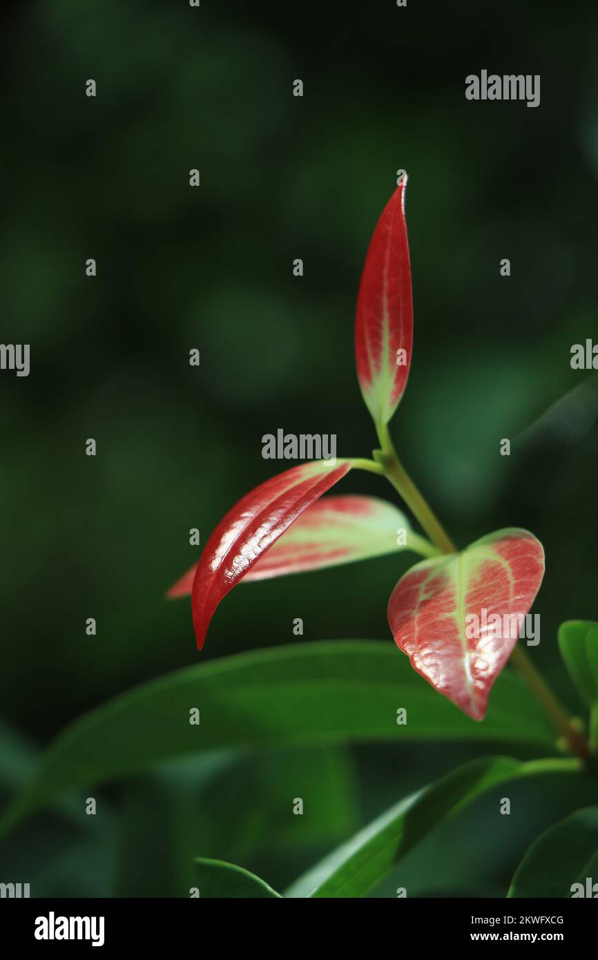Ceylon cinnamon tree, true cinnamon tree Stock Photo Alamy