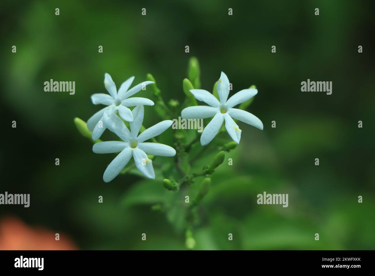 Jasmine flower (Jasminum officinale), blooming with green leaves