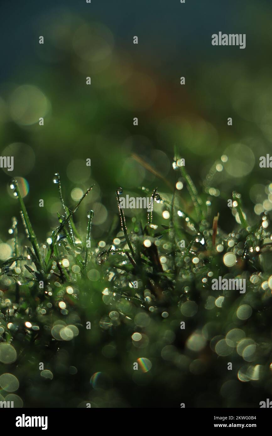 Green grass covered with water drops background Stock Photo - Alamy