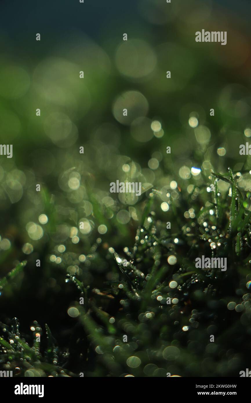 Green grass covered with water drops background Stock Photo - Alamy