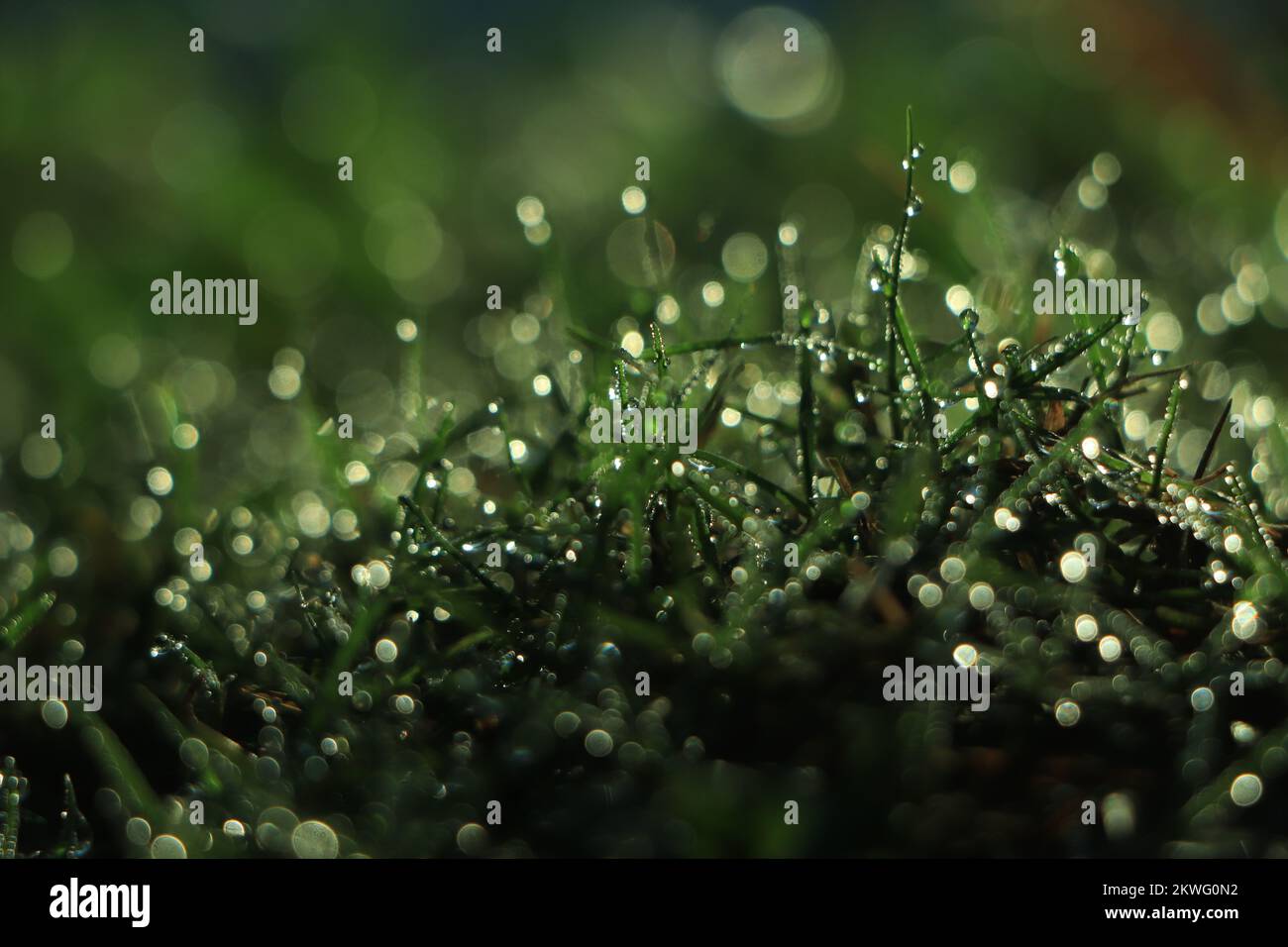 Green grass covered with water drops background Stock Photo - Alamy
