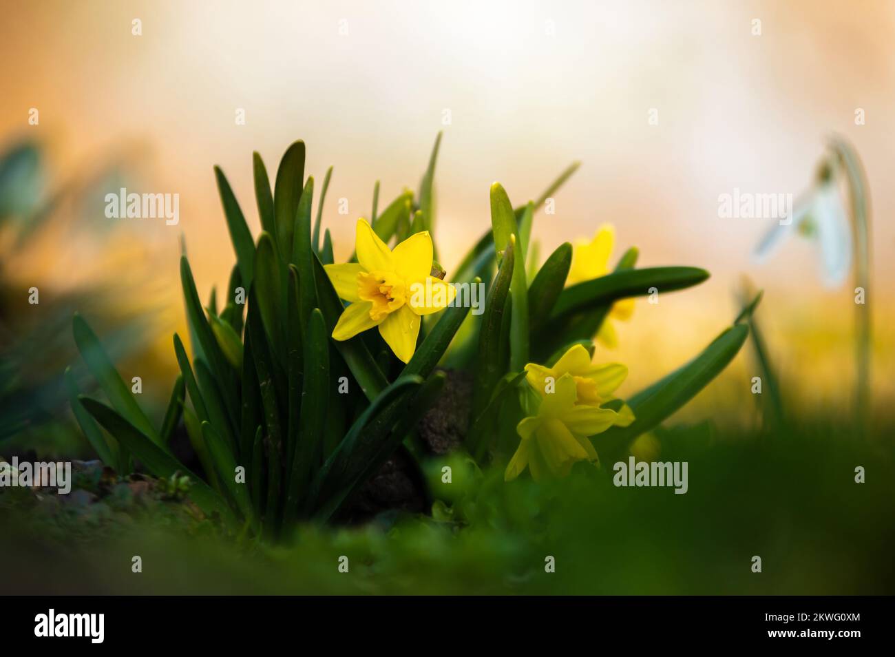 Daffodil next to a snowdrop on a flower bed in springtime Stock Photo