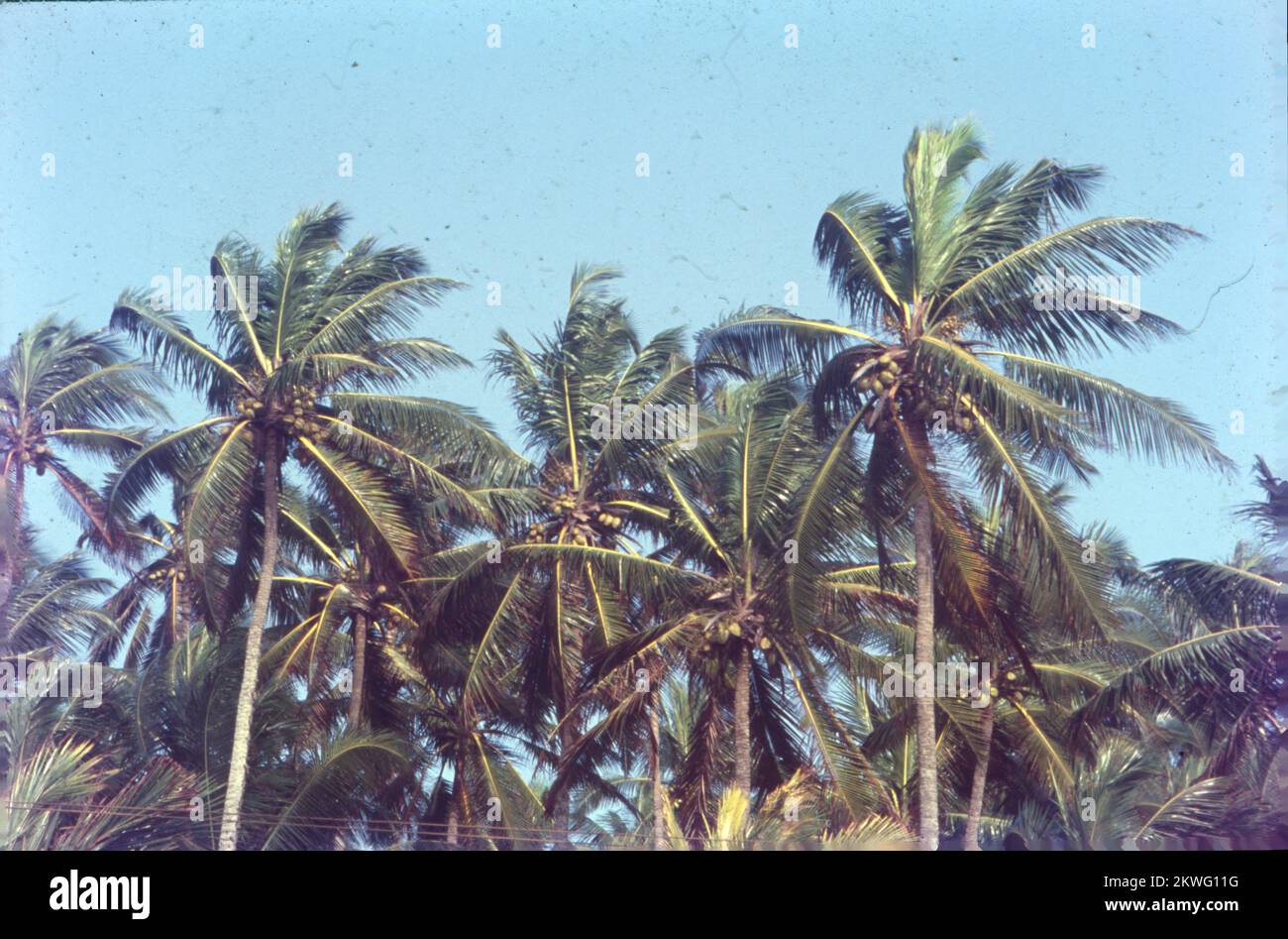 A coconut is the edible fruit of the coconut palm (Cocos nucifera), a
