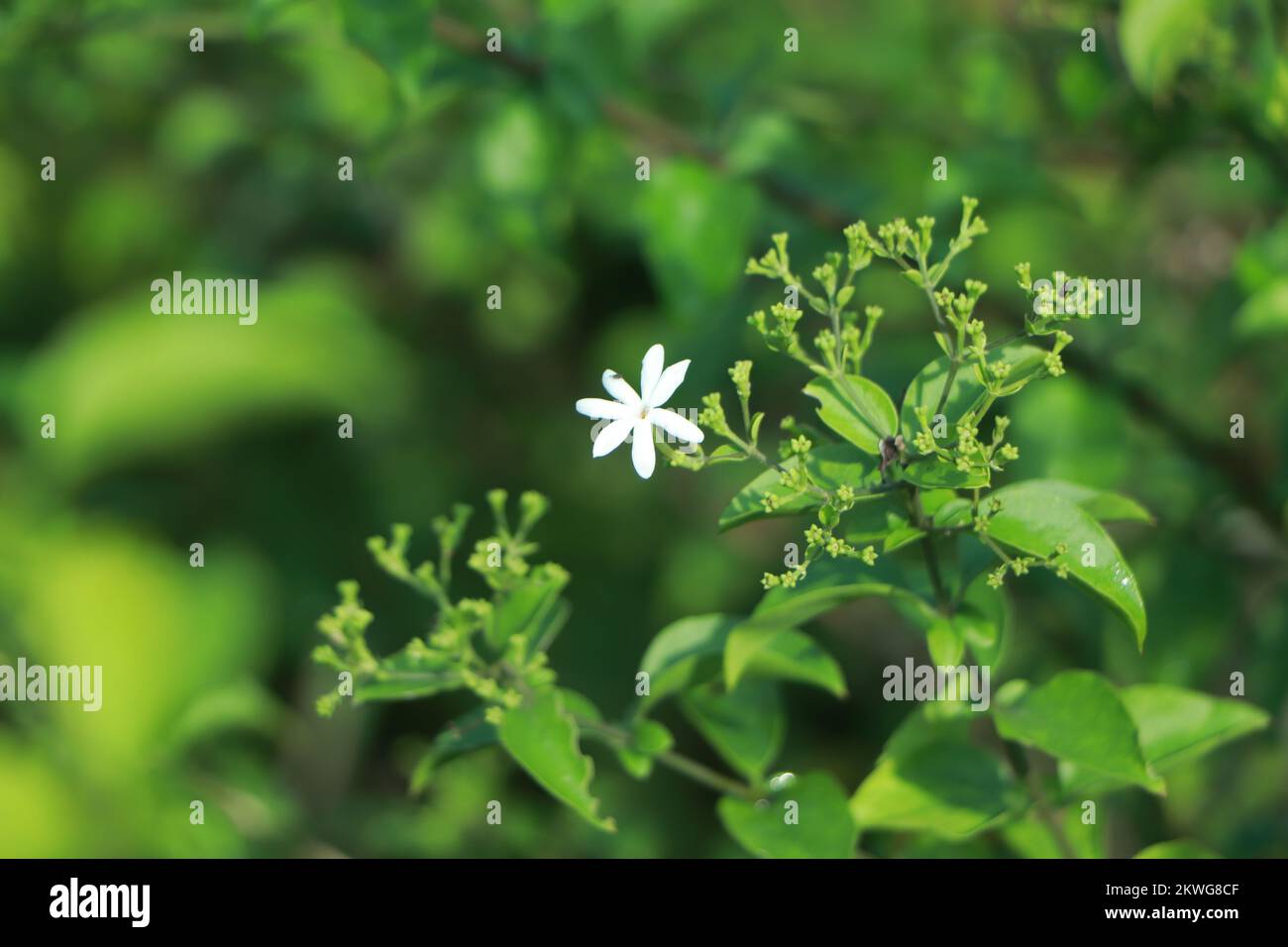white Jasmine or Arabian Jasmine Stock Photo Alamy