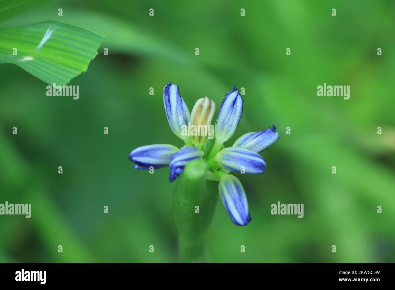 Closeup photo of Lily of the Nile, also called African Blue Lily flower