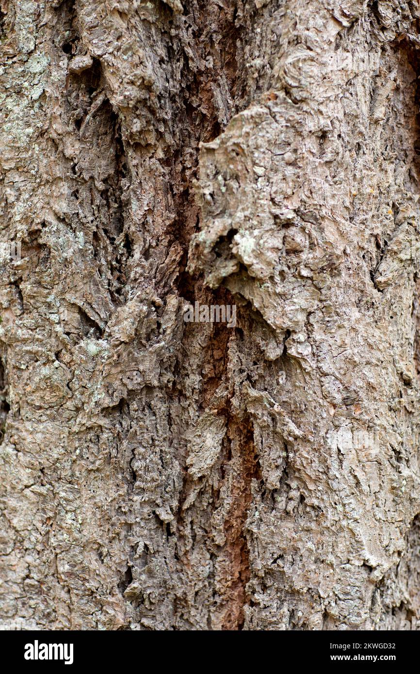 Roughly furrowed Rocky Mountain Douglas-fir (Pseudotsuga menziesii var. glauca) bark. Troy, Montan, USA. Vertical Kingdom: Plantae Clade: Tracheophyte Stock Photo