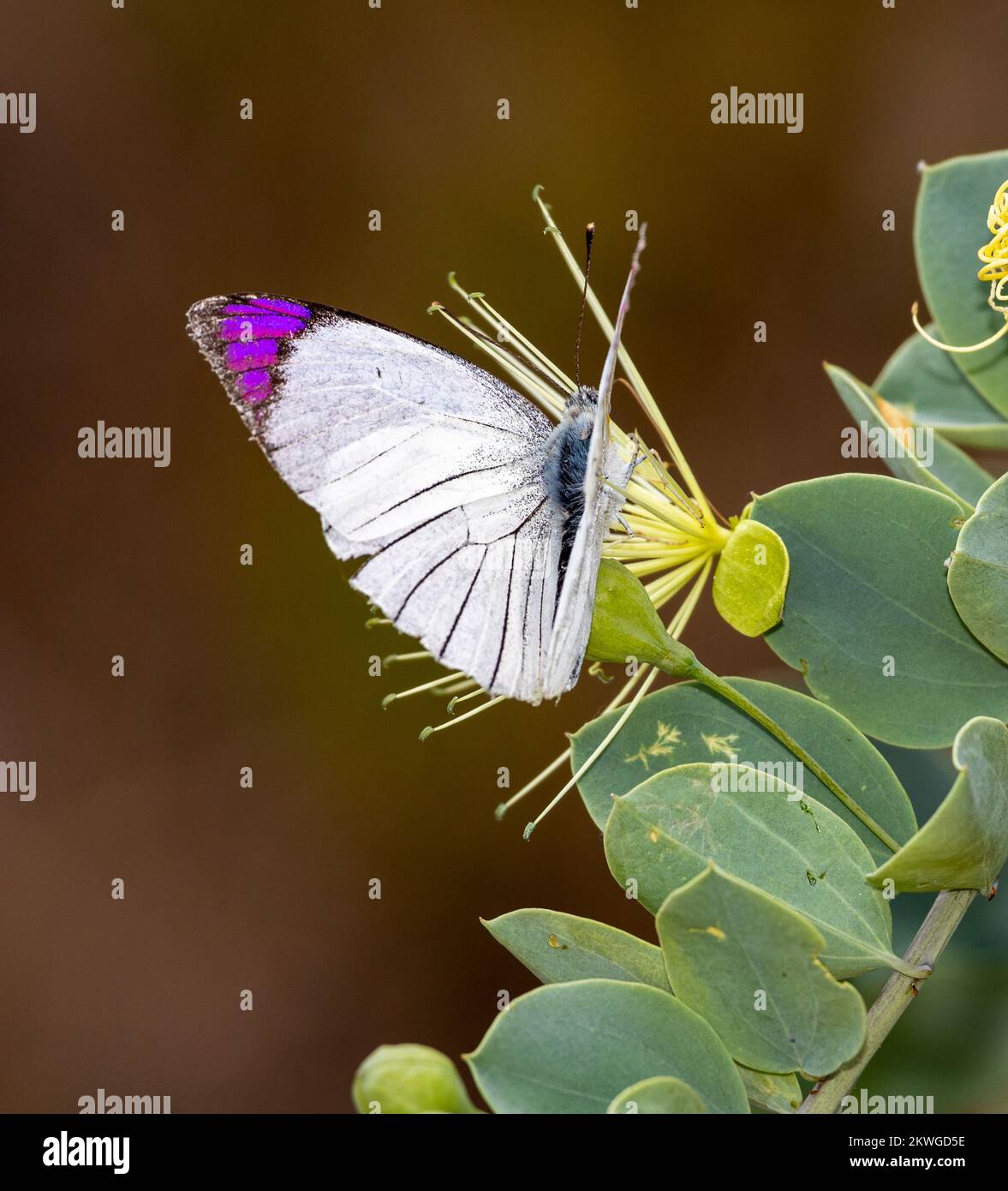 The iridescent wing tips of the Purple Tip butterfly is distinctive. They are a common butterfly of grasslands and open savanna in East Africa. Stock Photo