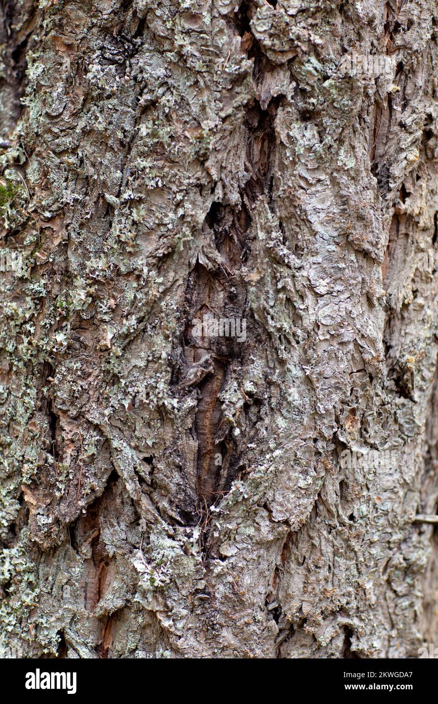 Roughly furrowed Rocky Mountain Douglas-fir (Pseudotsuga menziesii var. glauca) bark. Troy, Montan, USA. Vertical  Kingdom: Plantae Clade: Tracheophyt Stock Photo