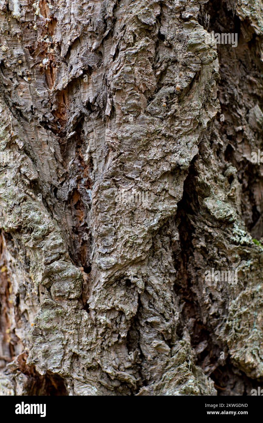 Roughly furrowed Rocky Mountain Douglas-fir (Pseudotsuga menziesii var. glauca) bark. Troy, Montan, USA. Vertical  Kingdom: Plantae Clade: Tracheophyt Stock Photo