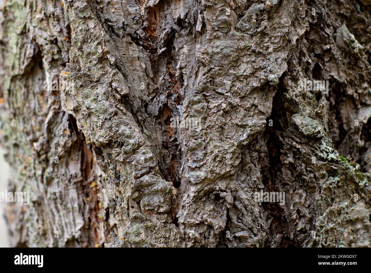 Roughly furrowed Rocky Mountain Douglas-fir (Pseudotsuga menziesii var. glauca) bark. Troy, Montan, USA. horizontal  Kingdom: Plantae Clade: Tracheoph Stock Photo