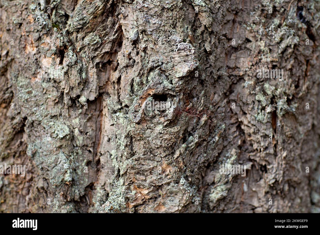 Roughly furrowed Rocky Mountain Douglas-fir (Pseudotsuga menziesii var. glauca) bark. Troy, Montan, USA. horizontal  Kingdom: Plantae Clade: Tracheoph Stock Photo