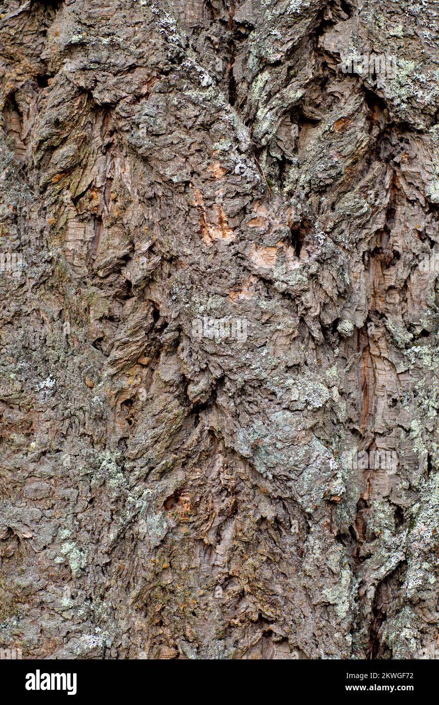Deeply furrowed Rocky Mountain Douglas-fir (Pseudotsuga menziesii var. glauca) bark. Troy, Montan, USA. Vertical  Kingdom: Plantae Clade: Tracheophyte Stock Photo