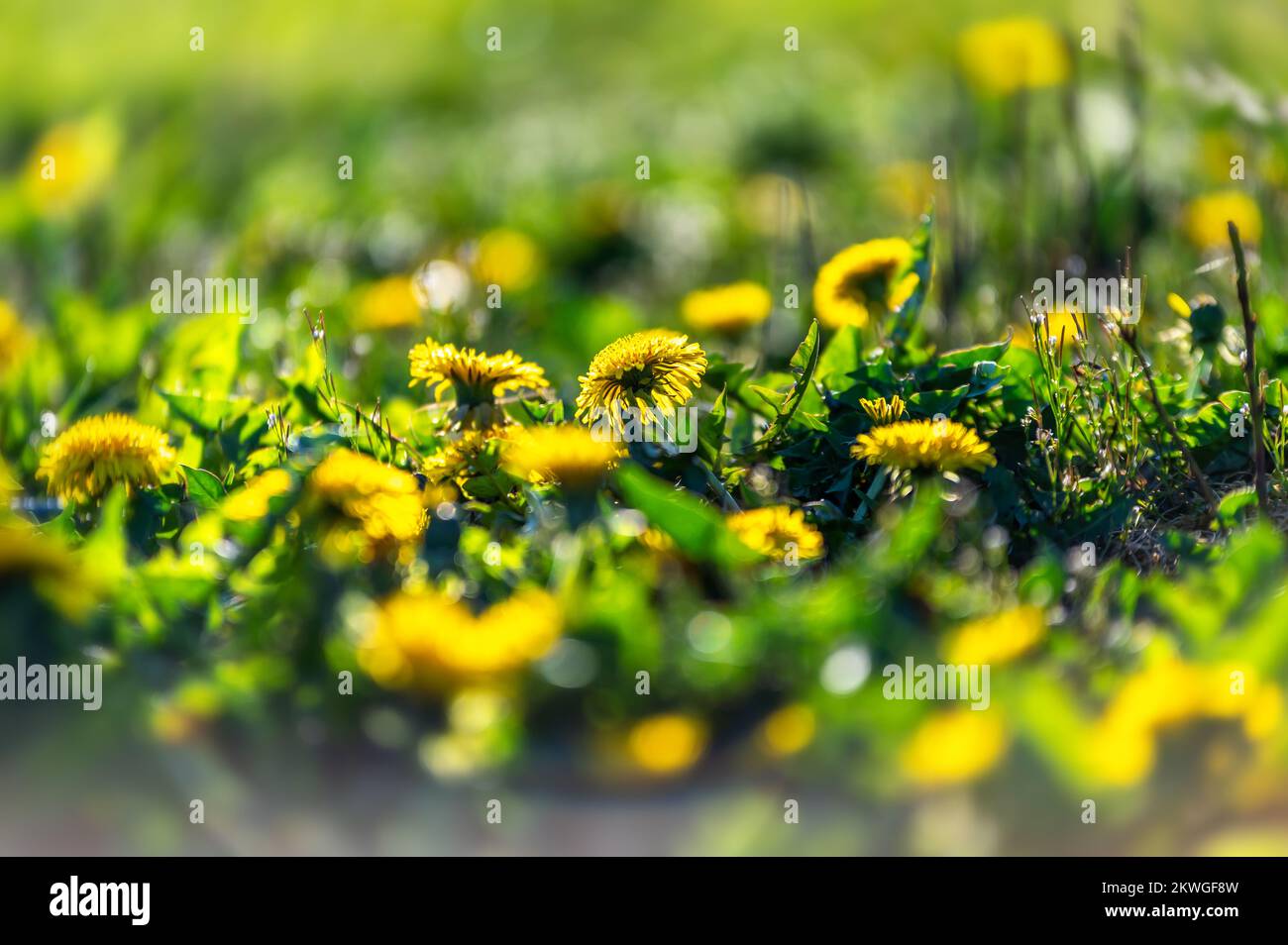 Wild meadow with dandelions in bloom Stock Photo