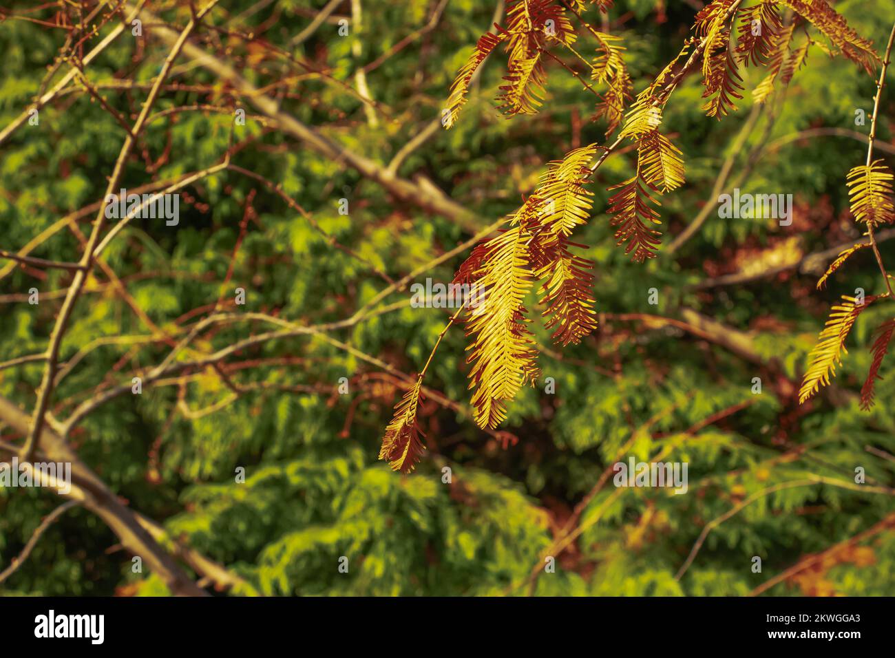 Dawn redwood Metasequoia glyptostroboides autumn leaves. Cupressaceae deciduous tree. Thought to be a fossil plant, it was confirmed to grow naturally Stock Photo