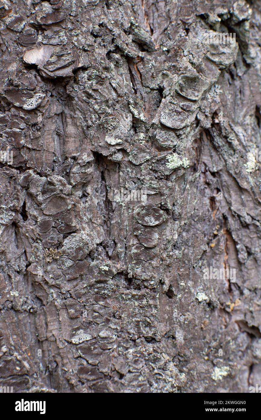 Roughly furrowed Rocky Mountain Douglas-fir (Pseudotsuga menziesii var. glauca) bark. Troy, Montan, USA. Vertical  Kingdom: Plantae Clade: Tracheophyt Stock Photo