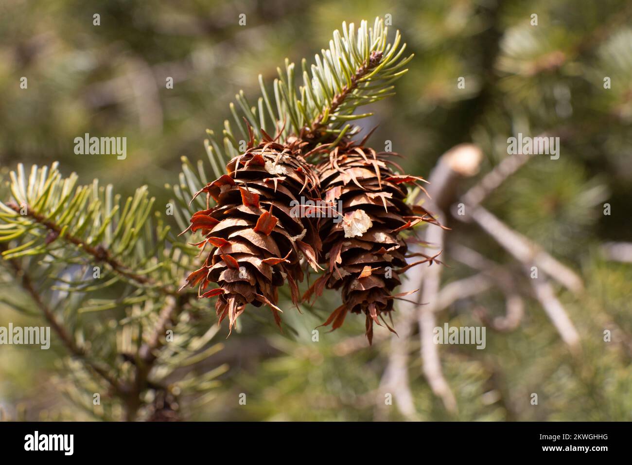 Rocky Mountain Douglas-fir (Pseudotsuga menziesii var. glauca) cones. Kingdom: Plantae Clade: Tracheophytes Division: Pinophyta Class: Pinopsida Order Stock Photo