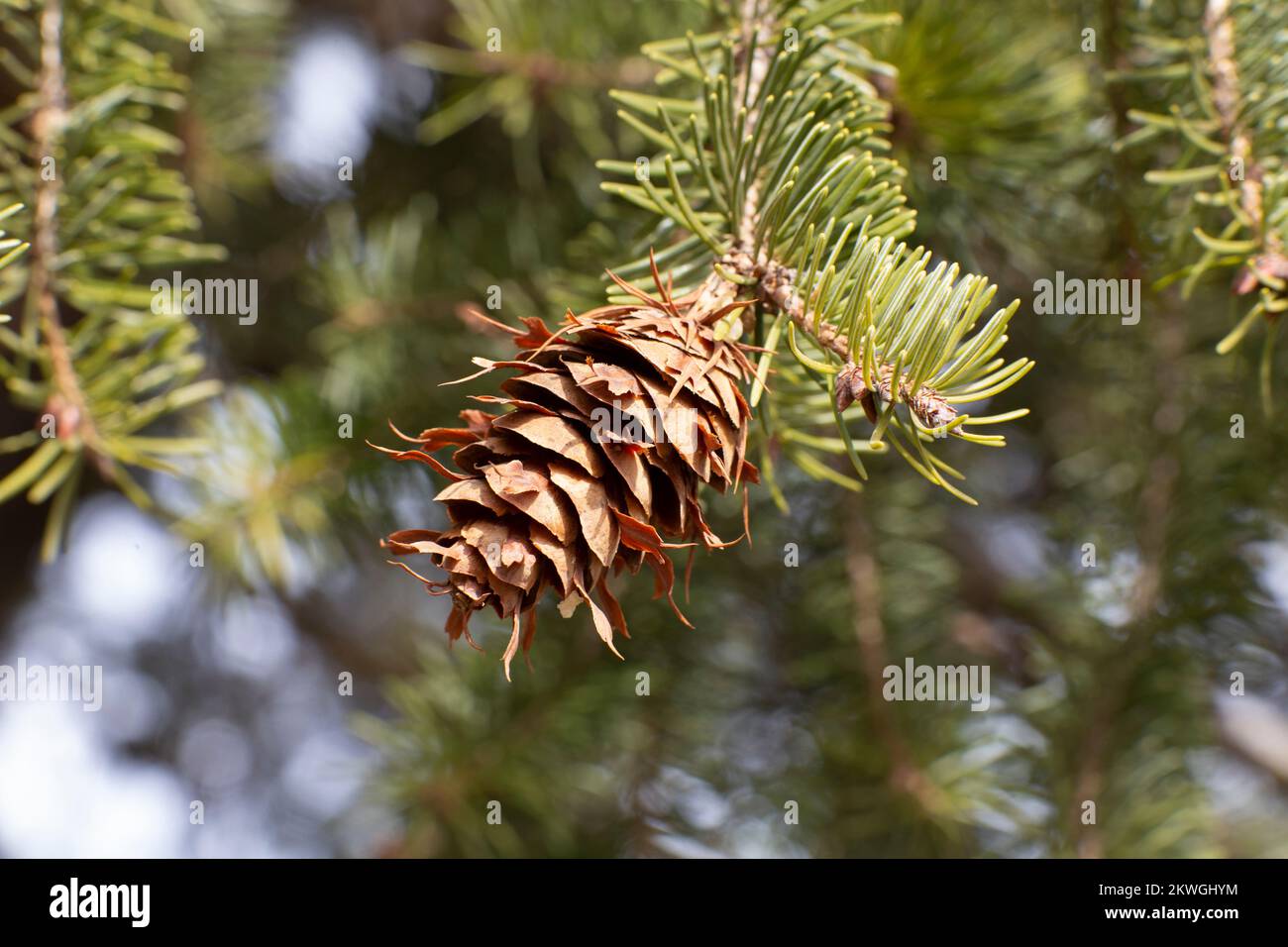 Rocky Mountain Douglas-fir (Pseudotsuga menziesii var. glauca) cone. Kingdom: Plantae Clade: Tracheophytes Division: Pinophyta Class: Pinopsida Order: Stock Photo