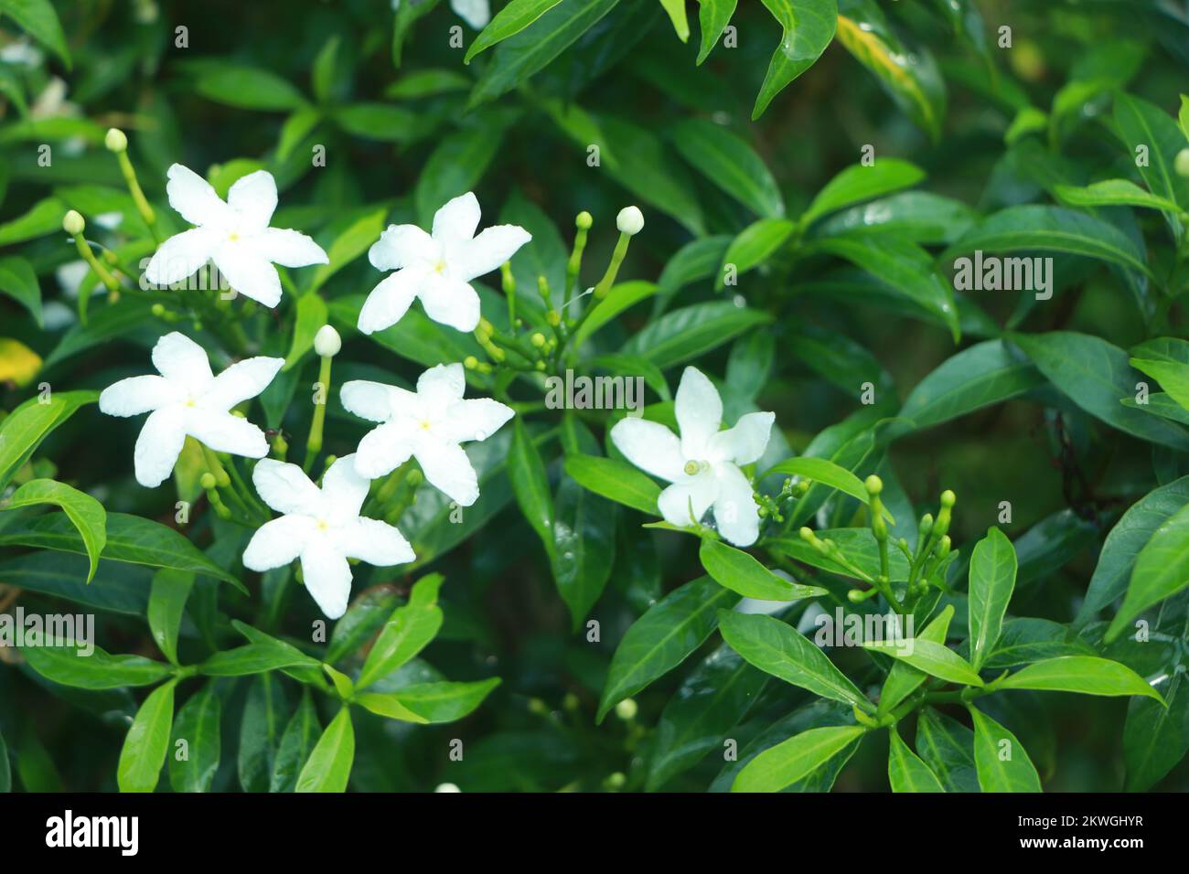 Jasminum sambac (Arabian jasmine or Sambac jasmine) is a species of