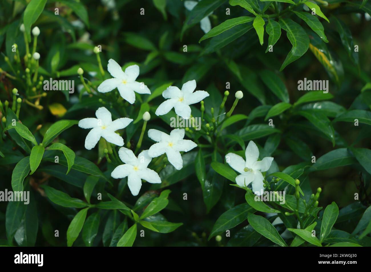Jasmine flower (Jasminum officinale Stock Photo Alamy