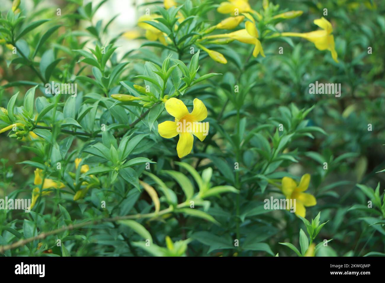 Allamanda creeper flower hi-res stock photography and images - Alamy