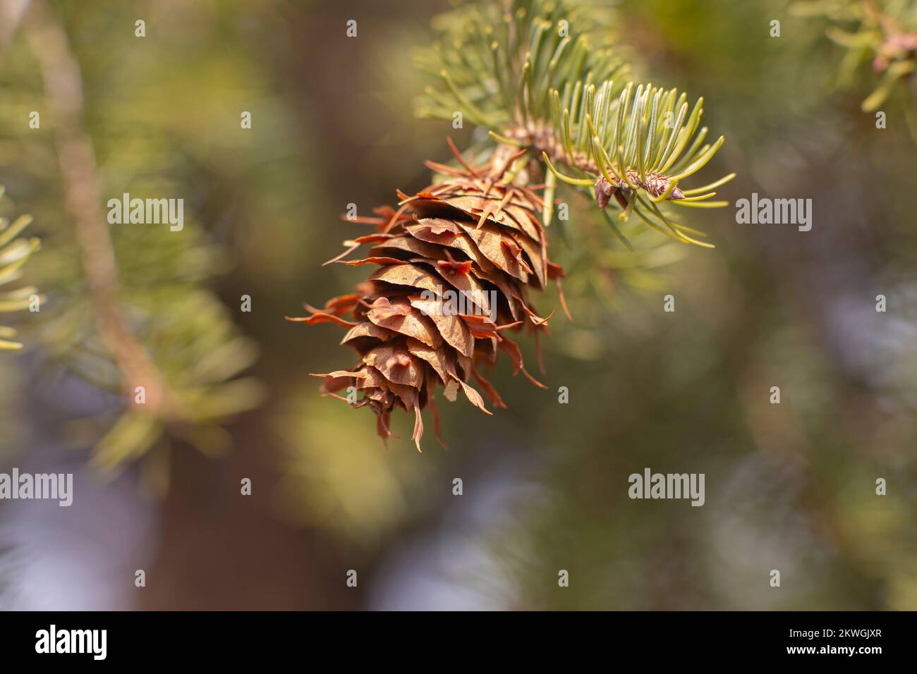 Rocky Mountain Douglas-fir (Pseudotsuga menziesii var. glauca) cone. Kingdom: Plantae Clade: Tracheophytes Division: Pinophyta Class: Pinopsida Order: Stock Photo