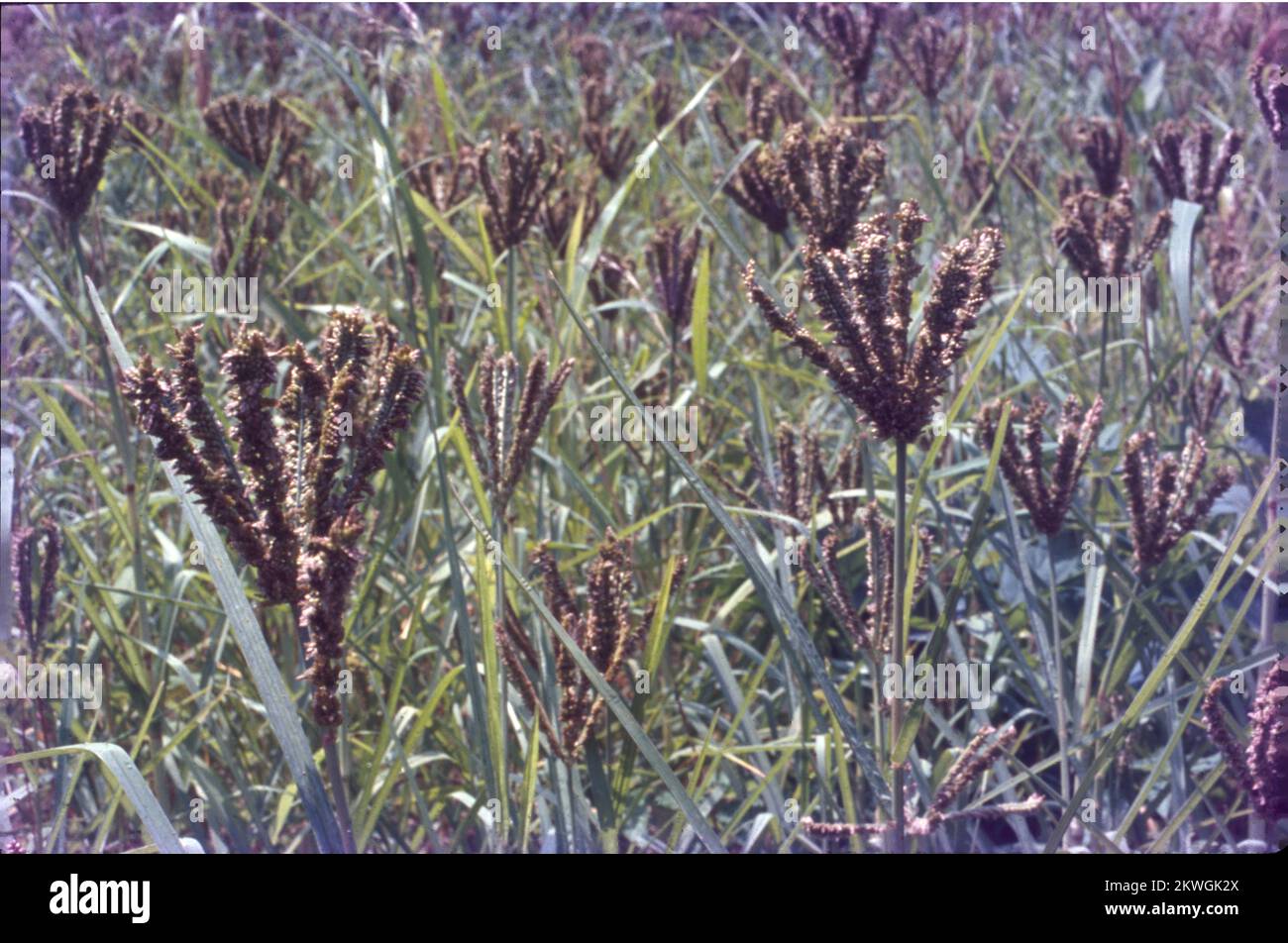 Pearl millet is the most widely grown type of millet. It has been grown