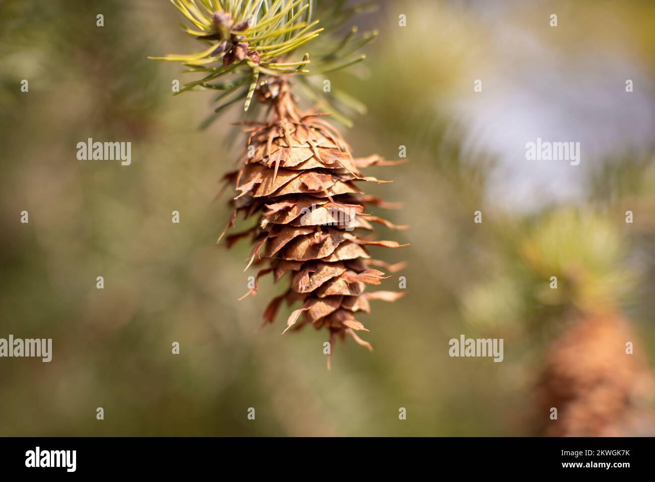 Rocky Mountain Douglas-fir (Pseudotsuga menziesii var. glauca) cone on a branch. Kingdom: Plantae Clade: Tracheophytes Division: Pinophyta Class: Pino Stock Photo
