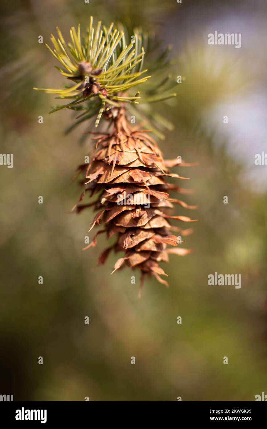 A single Rocky Mountain Douglas-fir (Pseudotsuga menziesii var. glauca) cone. On a branch. Troy, Montana, USA. Vertical  Kingdom: Plantae Clade: Trach Stock Photo