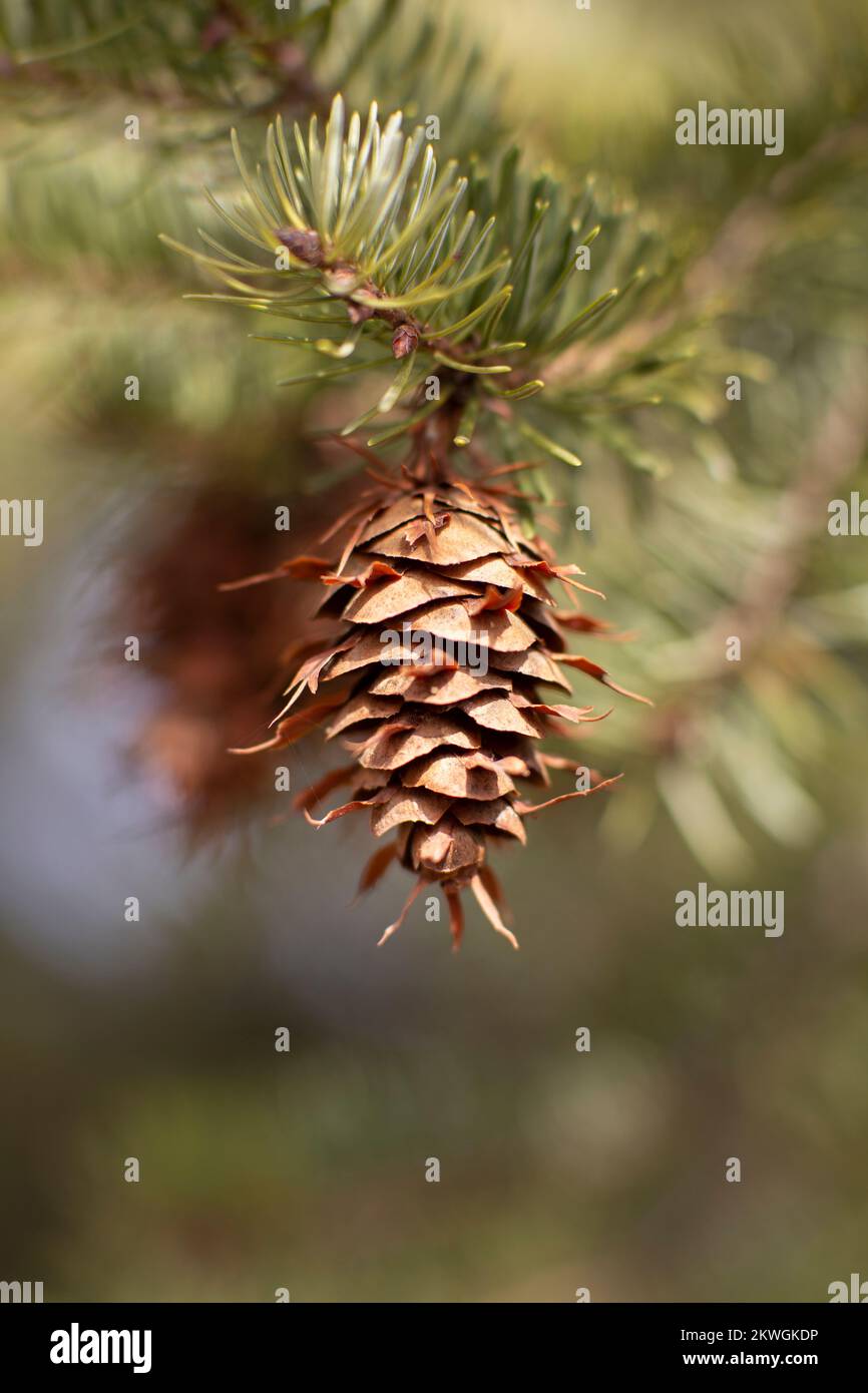 Rocky Mountain Douglas-fir (Pseudotsuga menziesii var. glauca) cones. Troy, Montana, USA.  Kingdom: Plantae Clade: Tracheophytes Division: Pinophyta C Stock Photo
