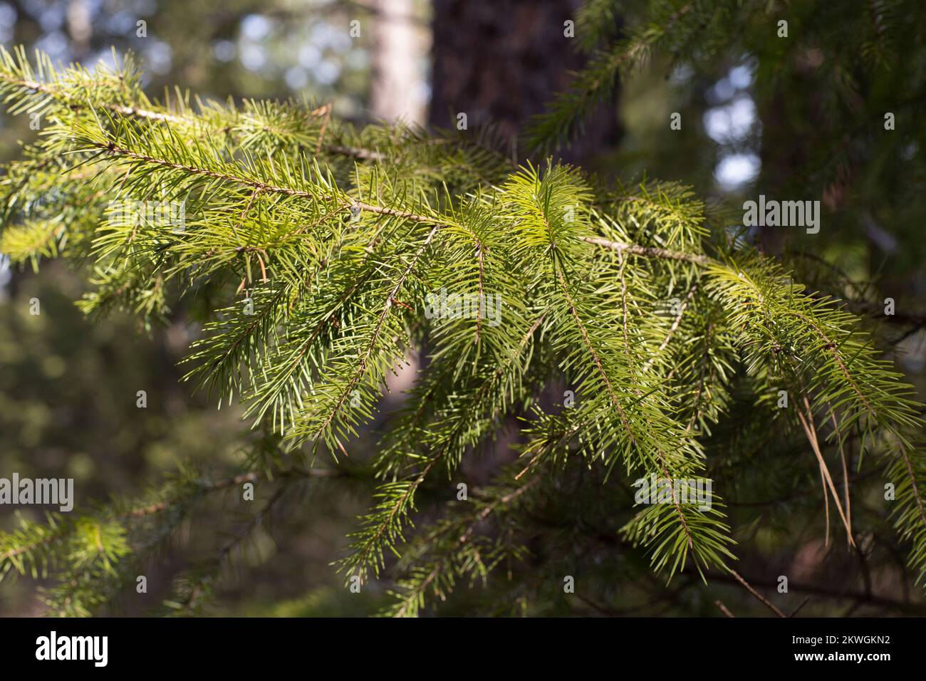 Rocky Mountain Douglas-fir (Pseudotsuga menziesii var. glauca) branch with needles, Troy, Montana, USA Kingdom: Plantae Clade: Tracheophytes Division: Stock Photo