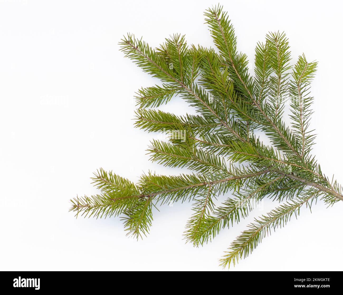 Rocky Mountain Douglas-fir (Pseudotsuga menziesii var. glauca)  branch with needles, against a white background. Stock Photo
