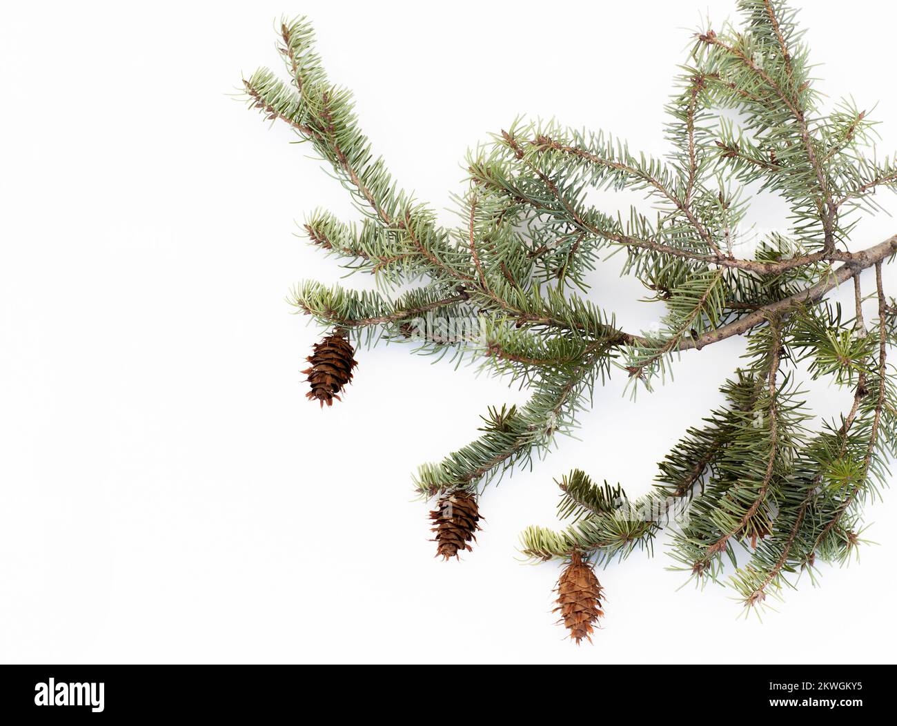 Rocky Mountain Douglas-fir (Pseudotsuga menziesii var. glauca) needles and cones, against a white background.   Kingdom: Plantae Clade: Tracheophytes Stock Photo