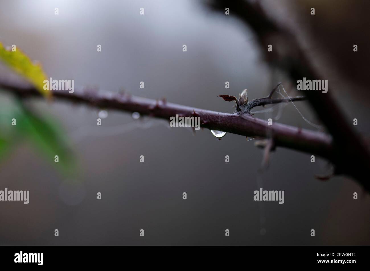 foggy autumn weather at the Schoonselhof cemetery in Antwerp on