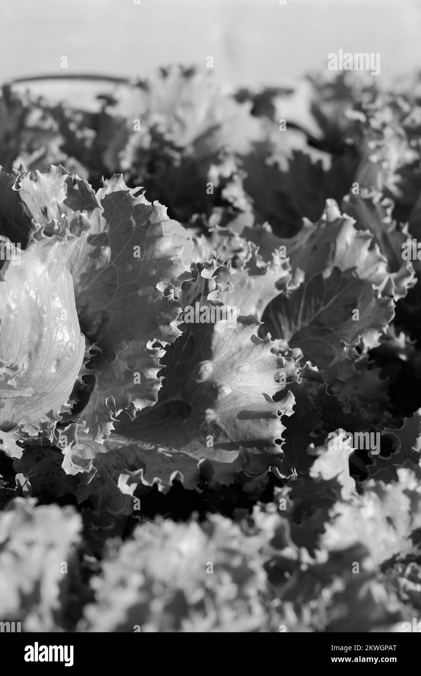 Fresh lettuce growing in the morning vegetable garden in a black and