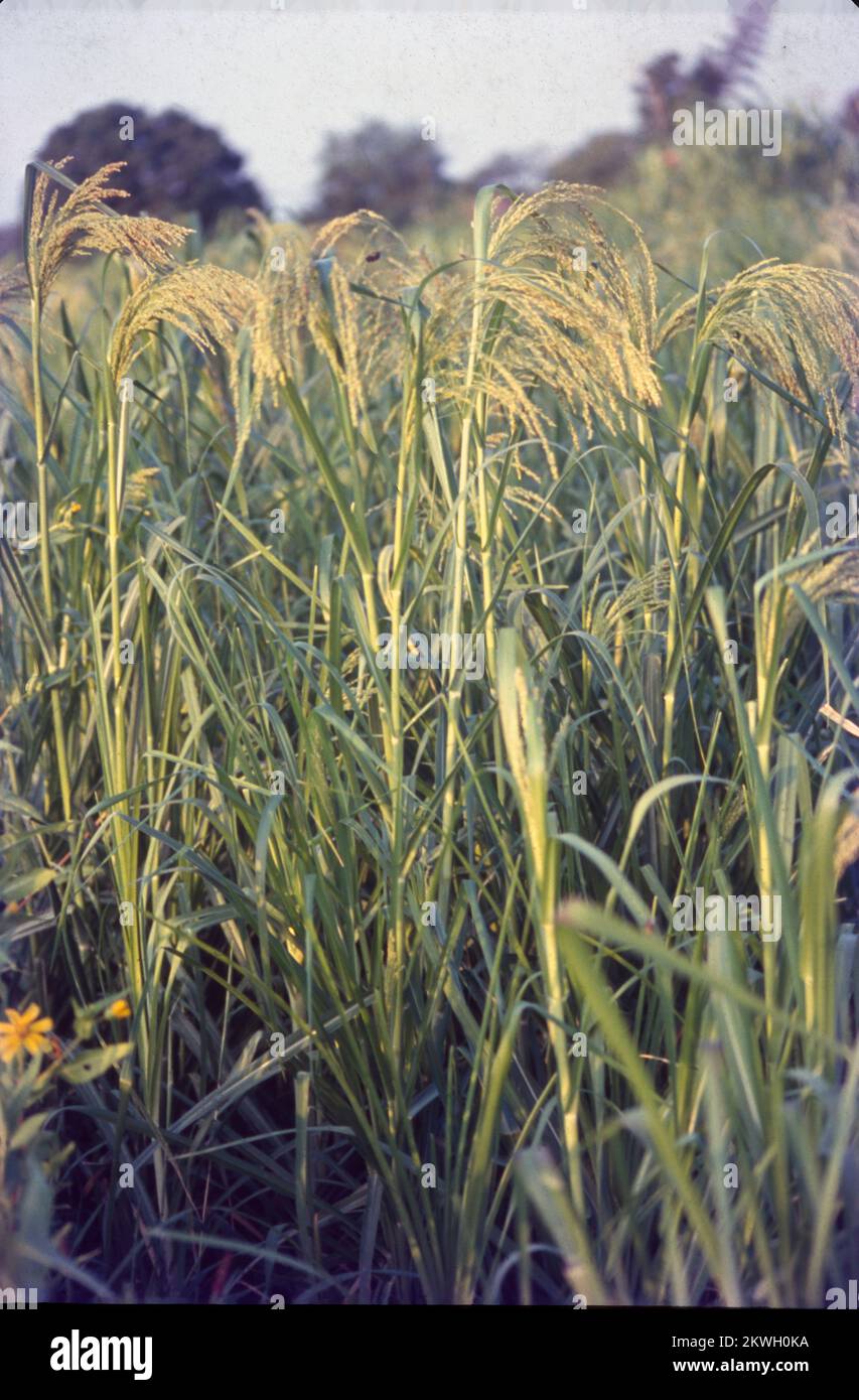 Corn and maize are both terms that reference the same cereal grain