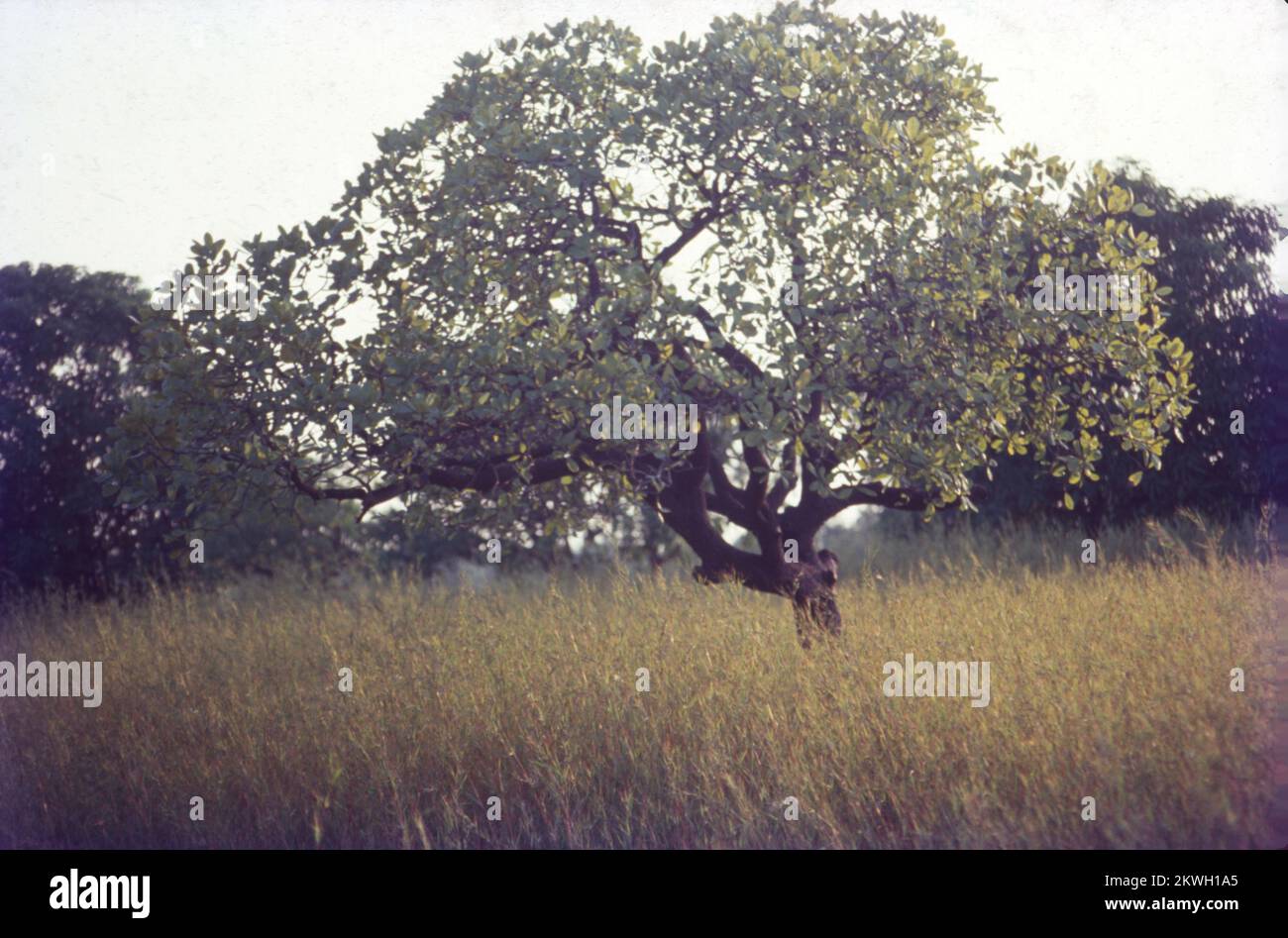 The pigeon pea is a perennial legume from the family Fabaceae native to