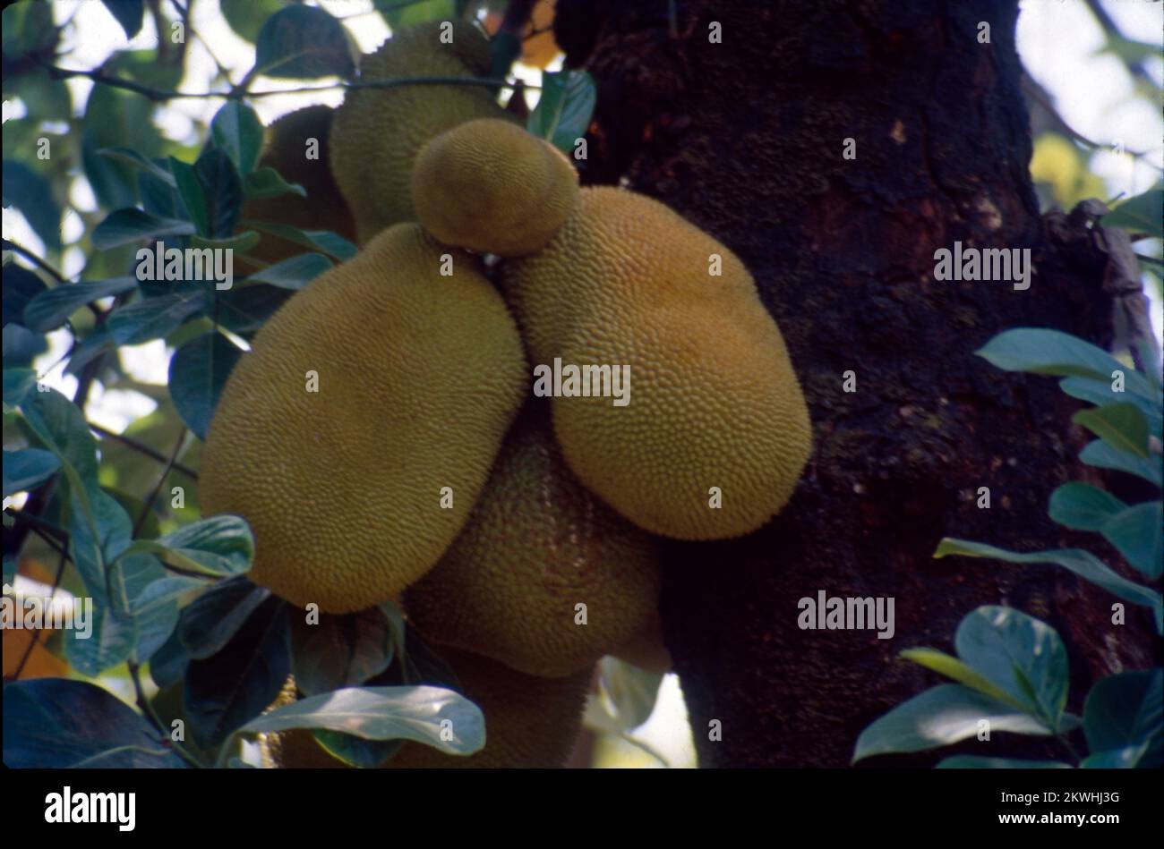 The jackfruit (Artocarpus heterophyllus) also known as jack tree, is a
