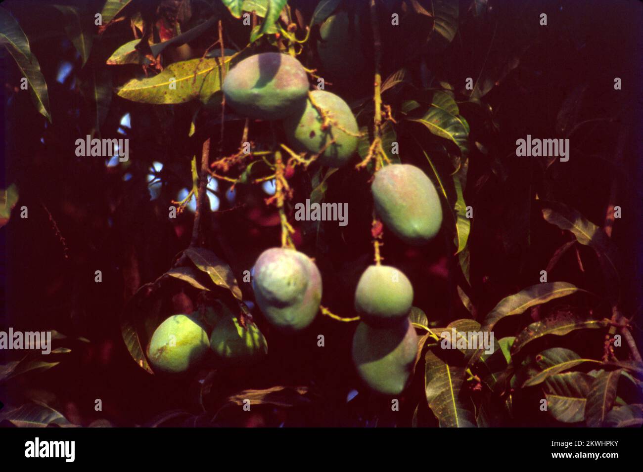 Mangifera indica, commonly known as mango, is a species of flowering