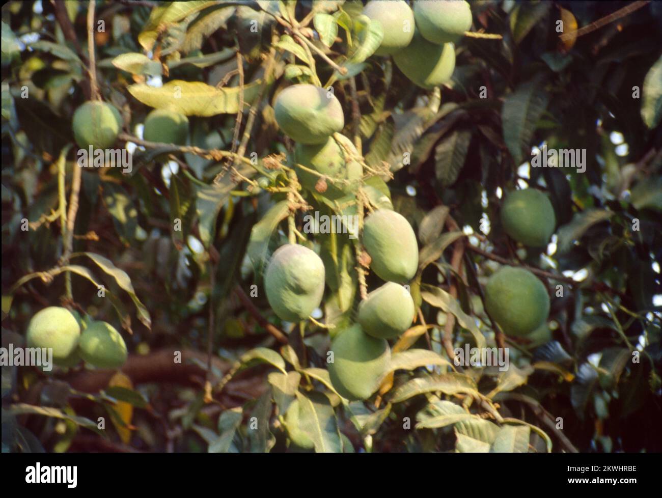 Mangifera indica, commonly known as mango, is a species of flowering