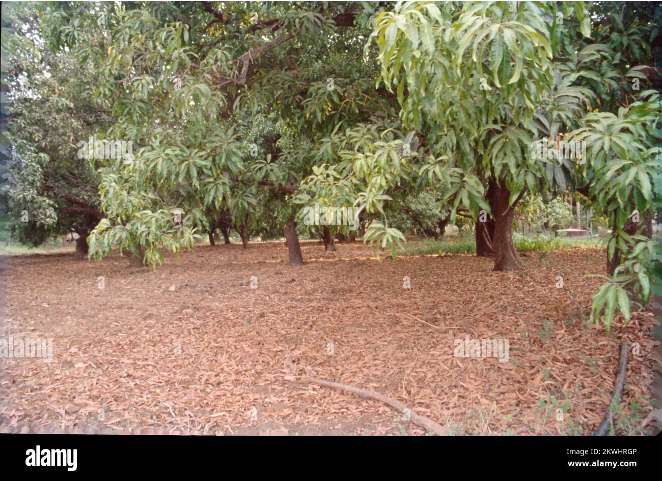 Mango trees fruit mangifera indica hires stock photography and images