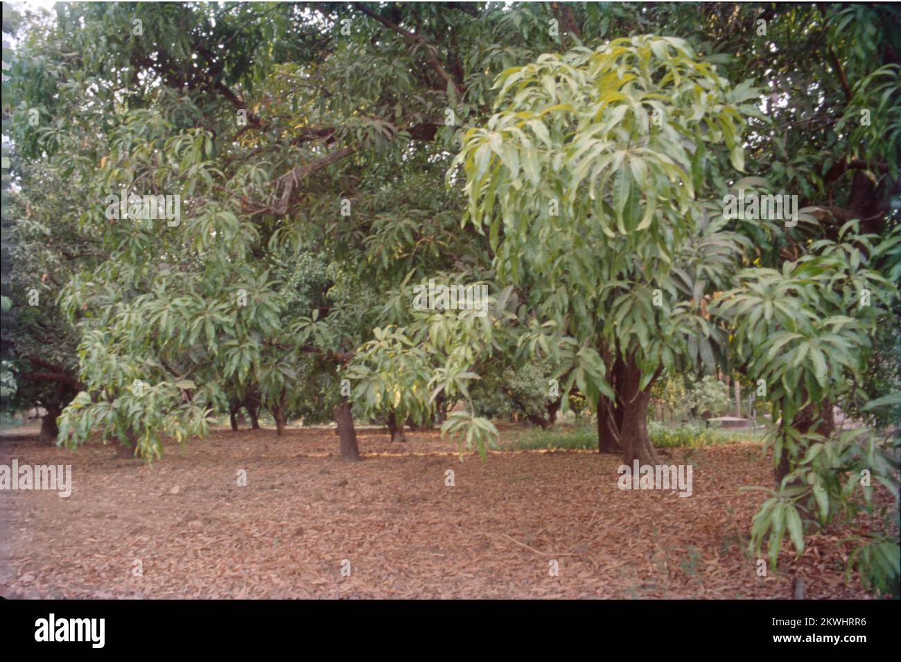 Mangifera indica, commonly known as mango, is a species of flowering plant in the family Anacardiaceae. It is a large fruit tree, capable of growing to a height of 30 metres. There are two distinct genetic populations in modern mangoes – the 'Indian type' and the 'Southeast Asian type'. The large leaves of a mango tree are leathery, 5 to 16 inches in length, and remain on the tree for a year or more. Flowers are produced in terminal panicles or clusters 4 to 16 inches long. Each flower is small with white petals and a mild sweet aroma. India Stock Photo