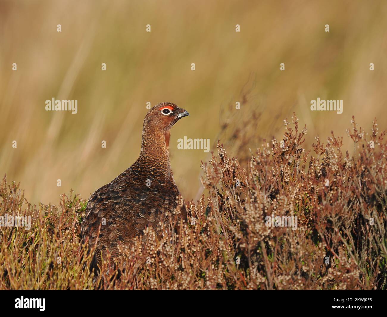 Red grouse on upland moorland in North Wales which are managed for the birds.  This individual was calling and feeding. Stock Photo