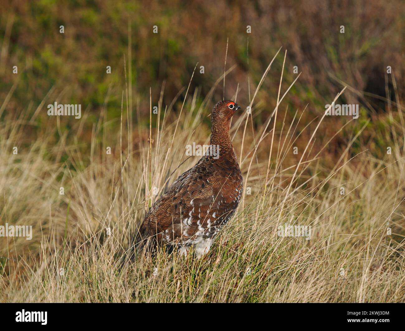 Red grouse on upland moorland in North Wales which are managed for the birds.  This individual was calling and feeding. Stock Photo