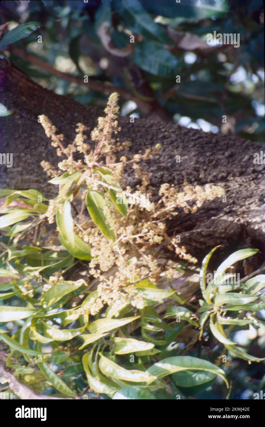 Mangifera indica, commonly known as mango, is a species of flowering