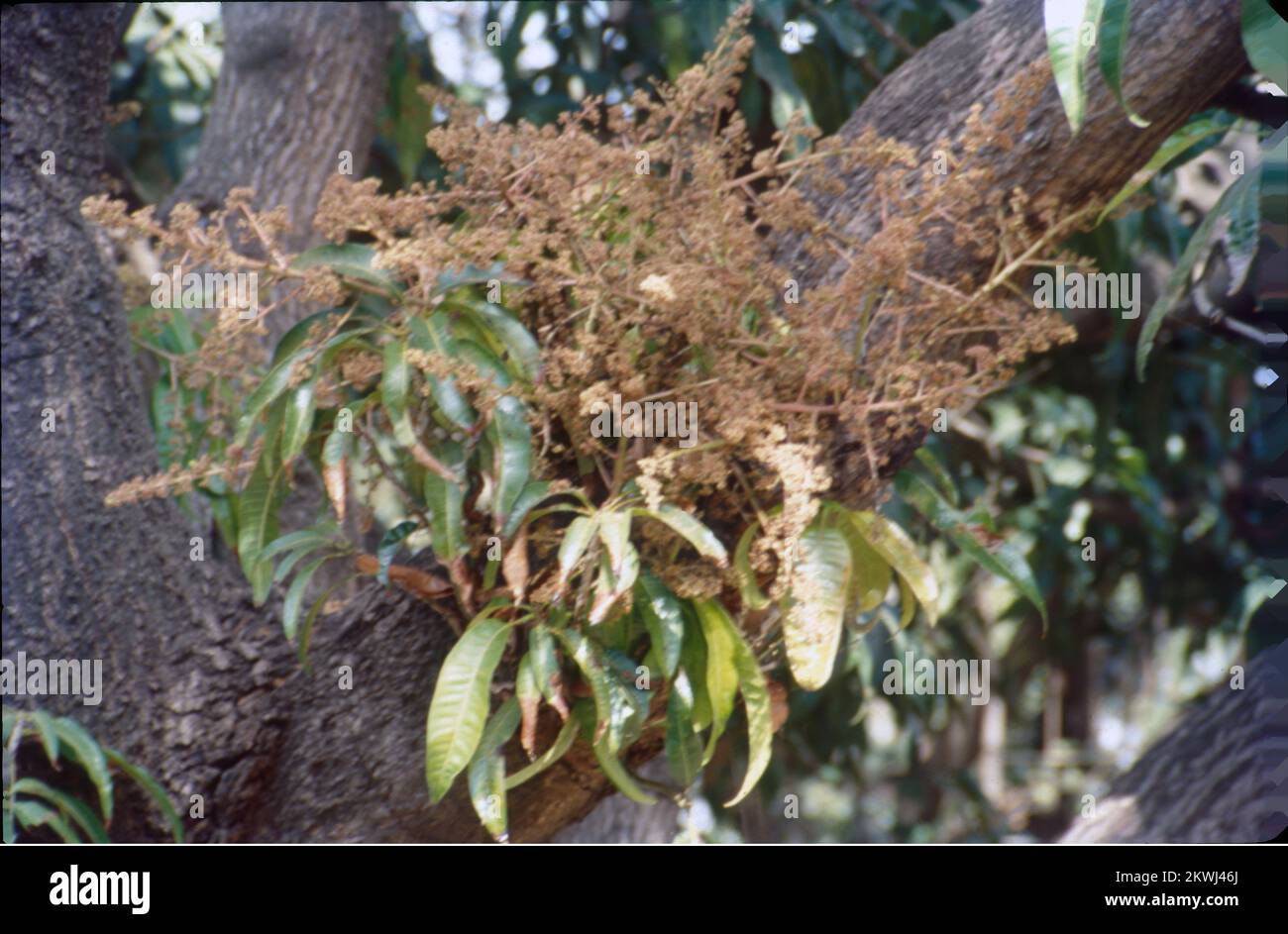 Mangifera indica, commonly known as mango, is a species of flowering