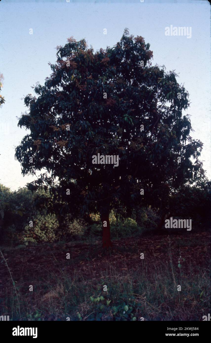 Mangifera indica, commonly known as mango, is a species of flowering ...