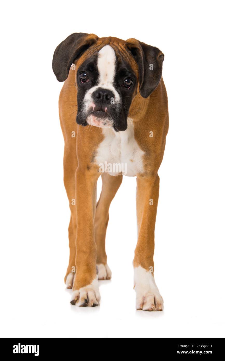 Six months old boxer dog standing isolated on white background Stock