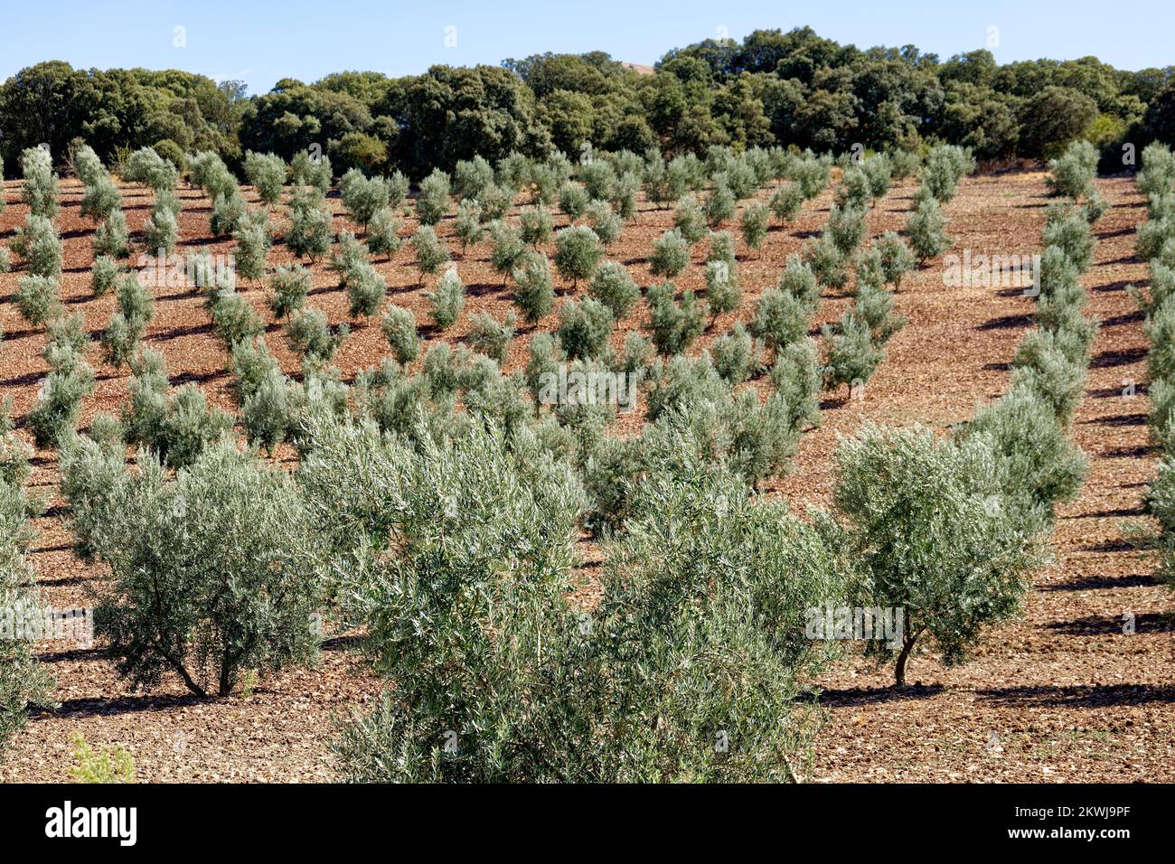 View of olive trees plantation in Andalusia, Spain. Vast fields planted with olive trees. Organic and healthy food. Agriculture and crops. Olive oil. Stock Photo