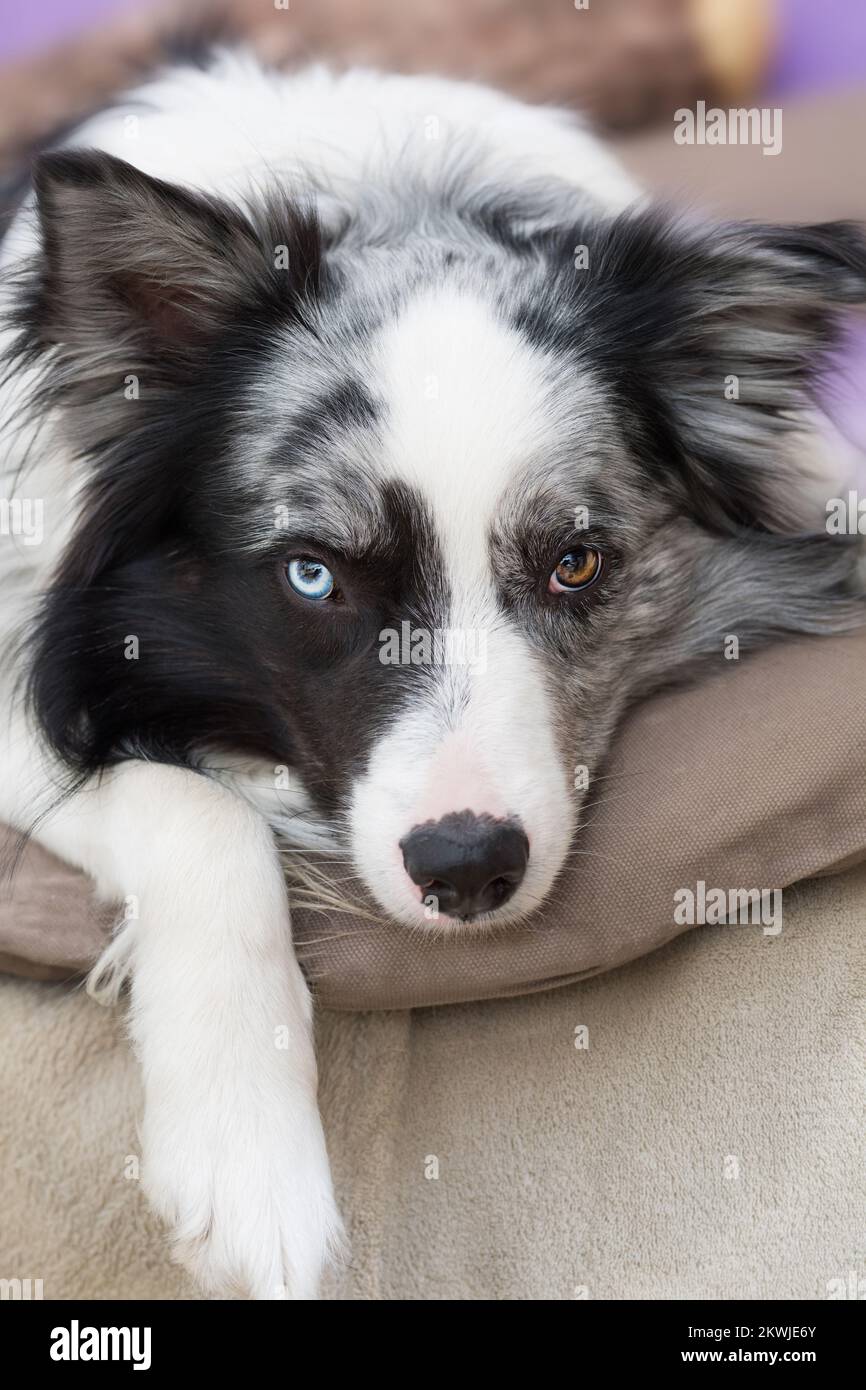 Border collie dog in a apartment Stock Photo Alamy
